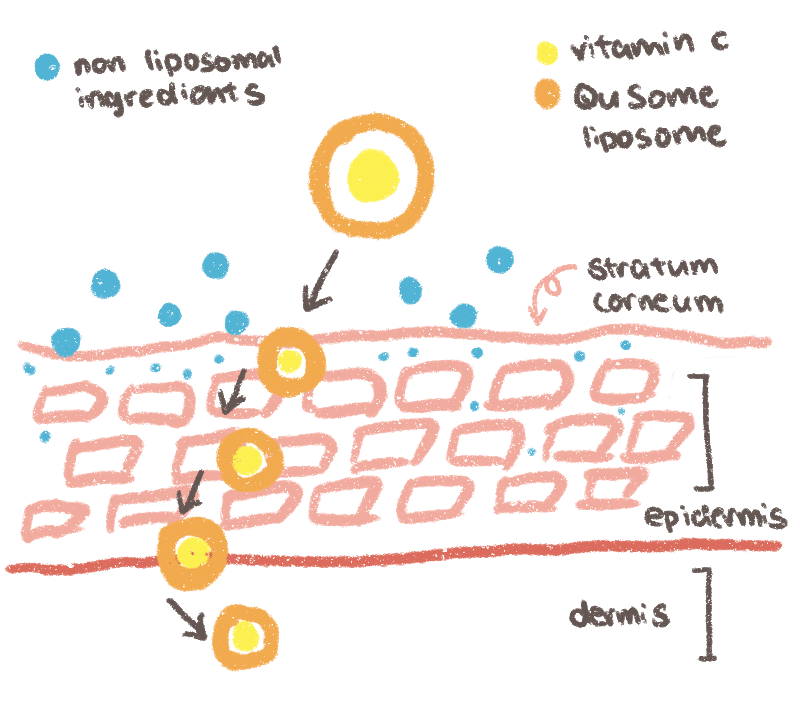 an illustration demonstrating how QuSome technology delivers ingredients into the skin